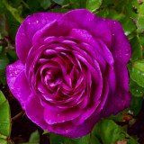 Олд порт_0x160 Любимый сад - Результаты из #60